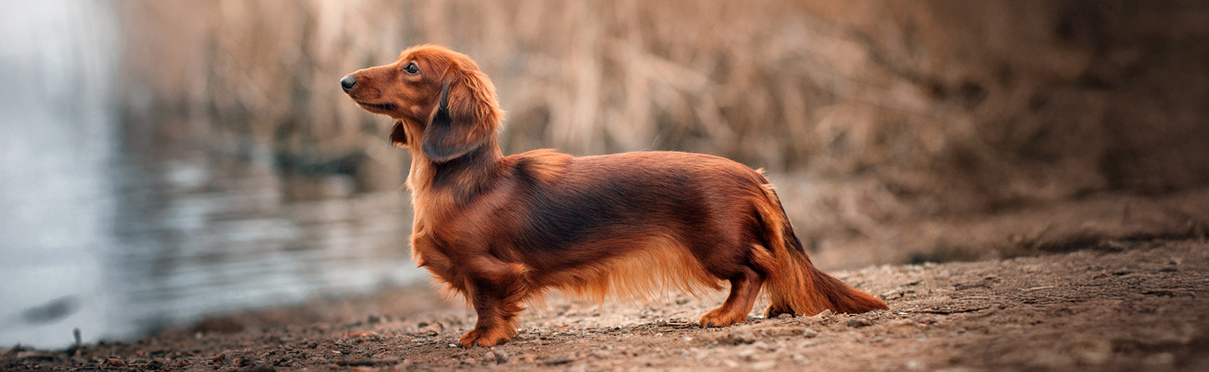 VETAMERIKAN_MART_KUNYE_IS_Dachshund2_1720x530.jpg