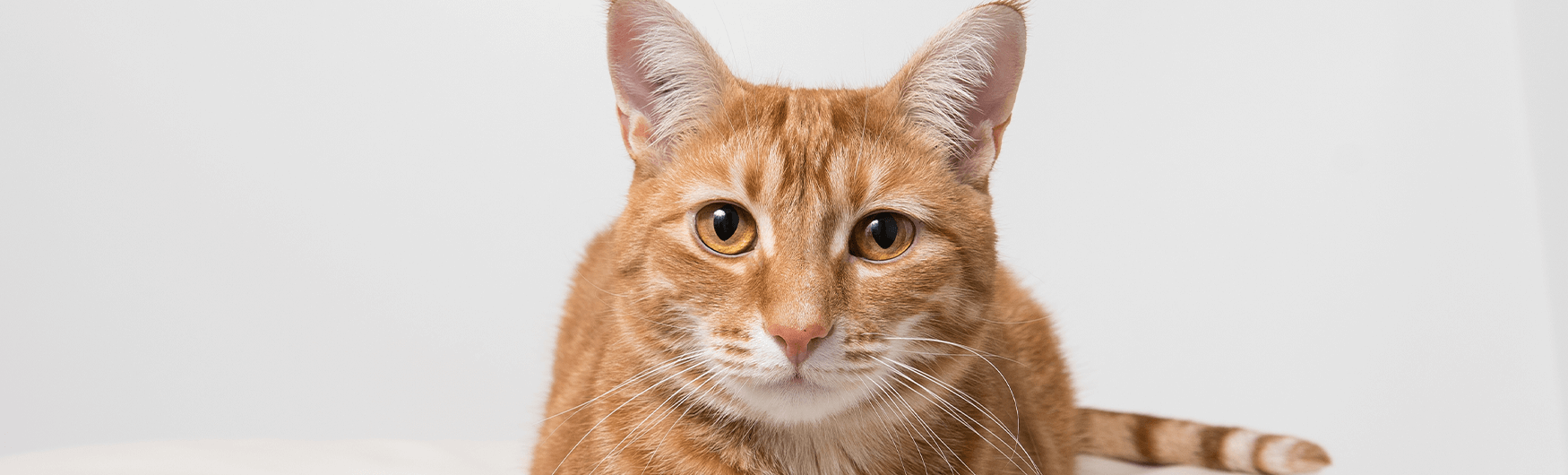 brazilian-shorthair