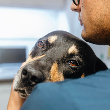 Köpeklerde Kabızlık