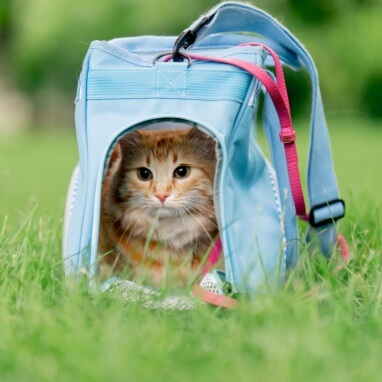 Kedi Taşıma Çantası Nasıl Seçilir? Veteriner Onaylı Güvenli Seçim Rehberi 