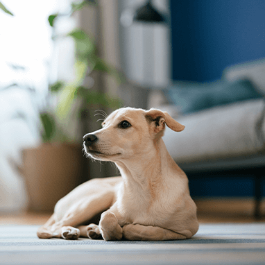 Köpeklerde Kalp Kurdu: Teşhisi, Tedavisi ve Sebepleri