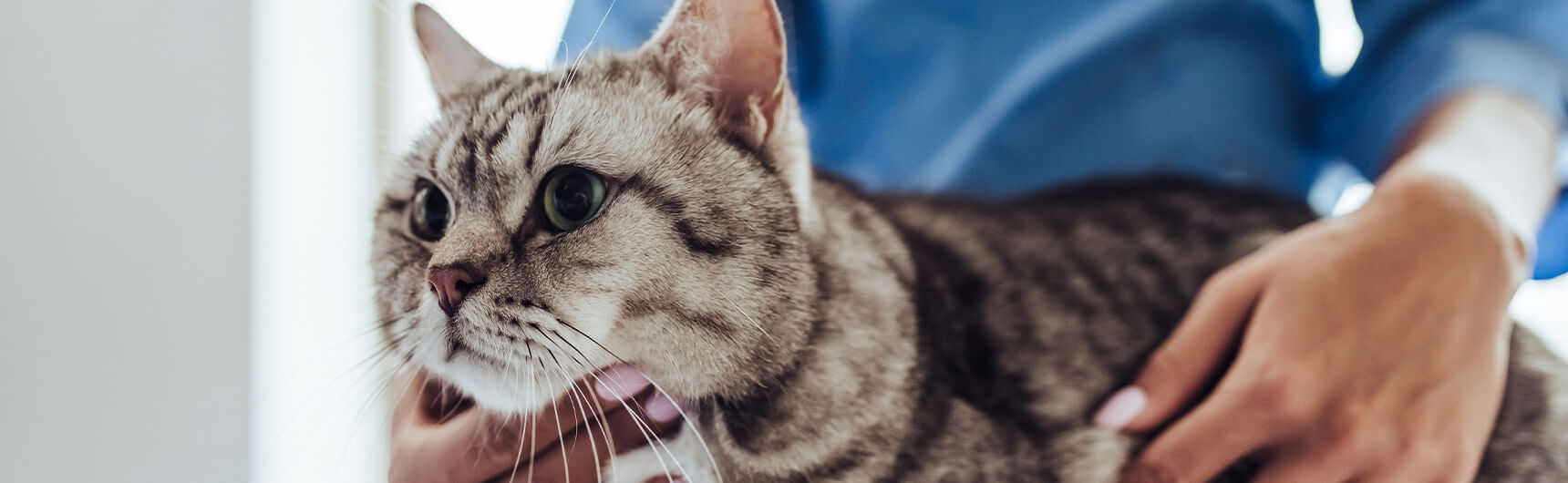 kedilerde-katarakt-1