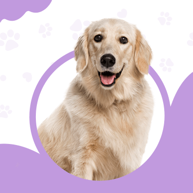 Golden Retriever Özellikleri, Bakımı ve Karakteri