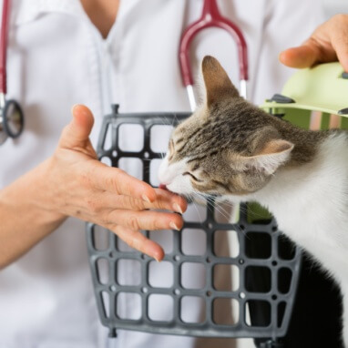 Kedi Maltı Nedir ve Ne İşe Yarar? 