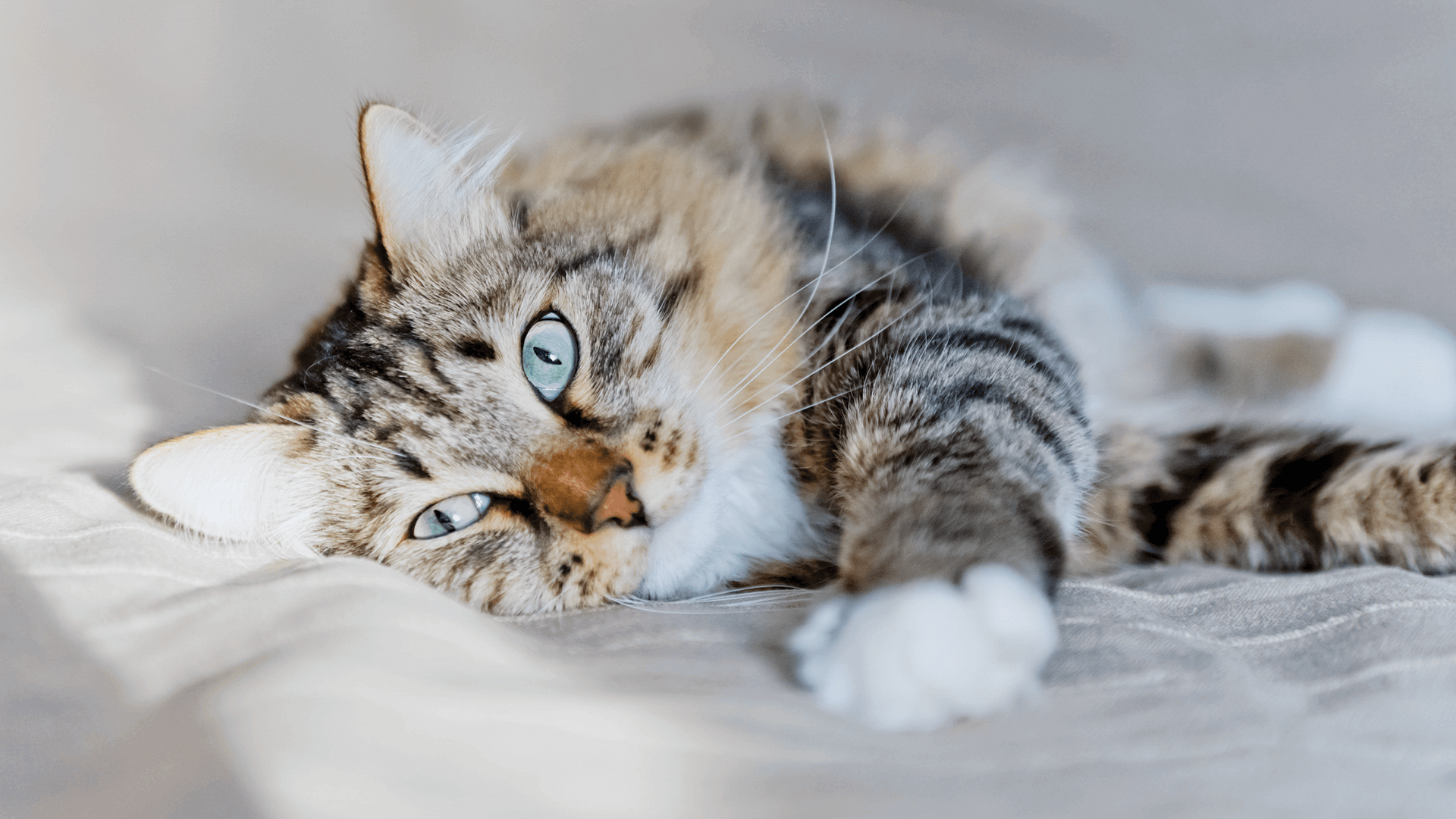 Kedilerin Bağışıklık Sistemini Güçlendirme Yolları