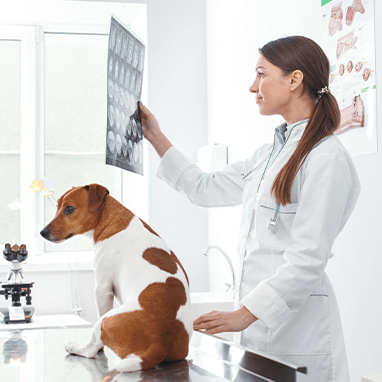 Köpeklerde Kalça Çıkığı: Teşhisi, Tedavisi ve Sebepleri