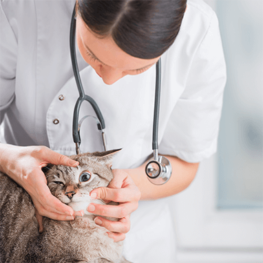 Kedilerde FIV Hastalığı 