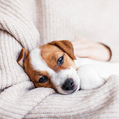 Köpeklerde Kusma