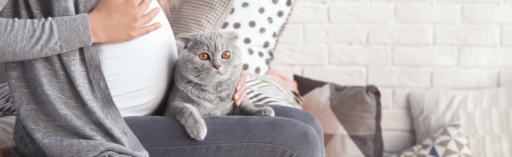 kedilerde-toksoplazma