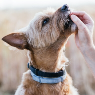 Taurinin Köpekler İçin Yararları Nelerdir?
