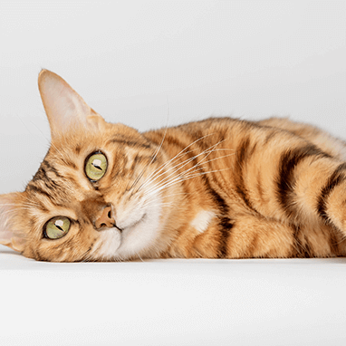 Watery Eyes in Cats