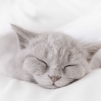 Kedilerde Feline Calicivirus (FCV) 