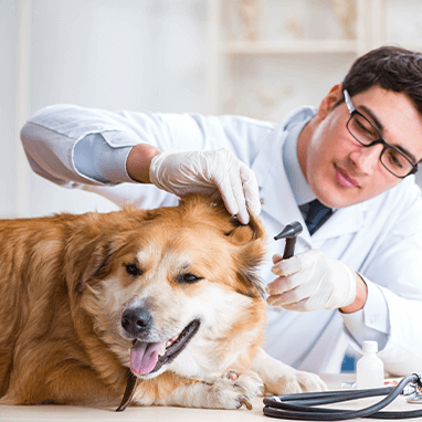 Ear Infection in Dogs