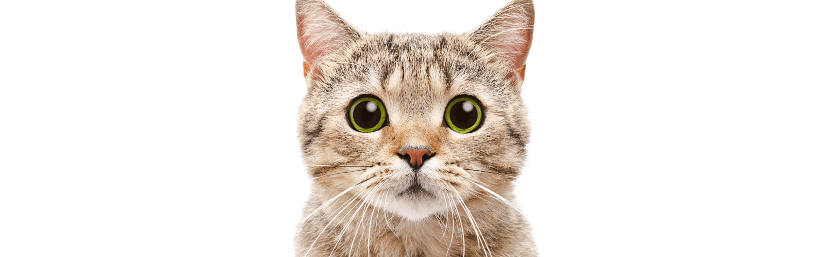 Chat Online Free With Local Singles