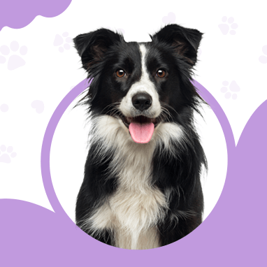 Border Collie Özellikleri, Bakımı ve Karakteri