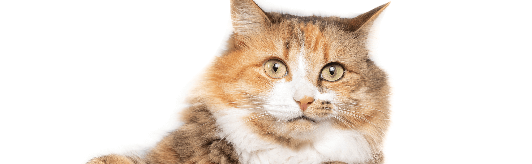 Calico Cat Behavior Chimera Cats: All You Need To Know About Them