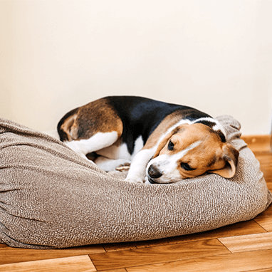 Parvovirus 