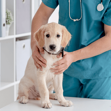 Köpeklerde Distemper (Gençlik Hastalığı)