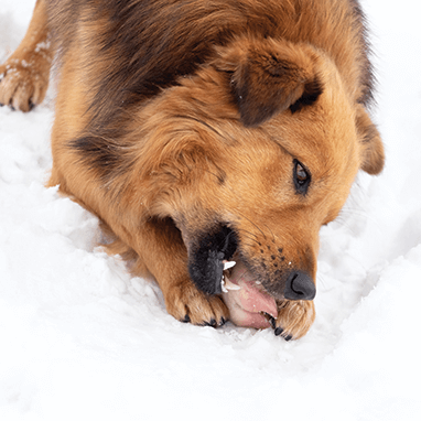 Köpeklerde Kış Öğünleri: Kalori Artırmak Gerekir mi? 