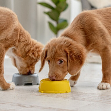Yavru Köpek Ne Yer, Nasıl Beslenir? Yavru Köpek Beslenmesinin Önemi 