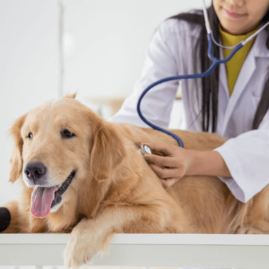 Diarrhea in Dogs