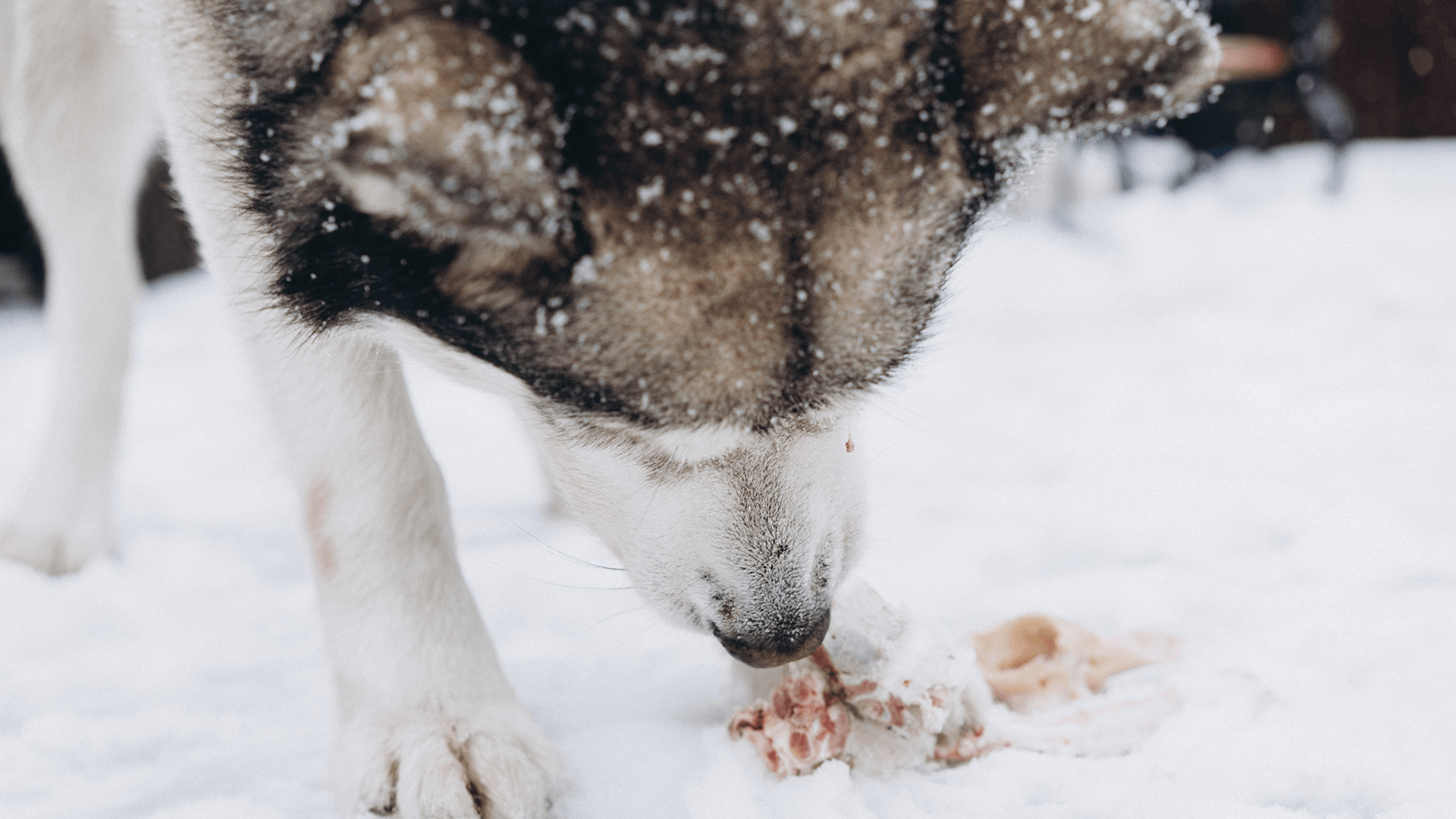 Köpeklerde Kış Öğünleri
