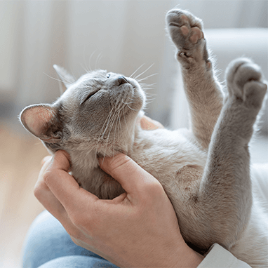 Kedi Lösemi Hastalığı (FeLV)
