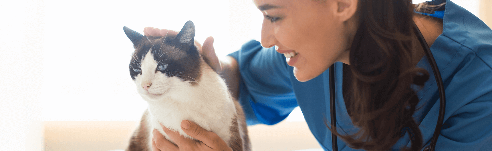 kedilerde-toksoplazma2