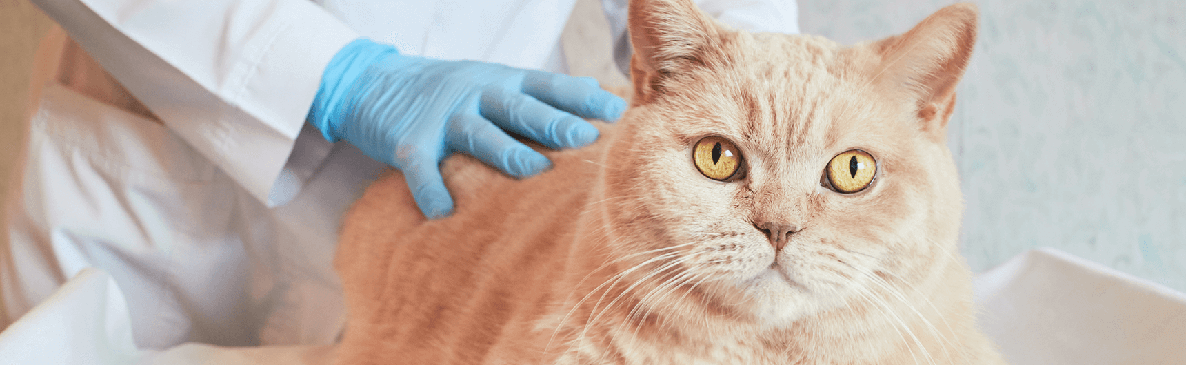 kedilerde-paraziter-hastaliklar