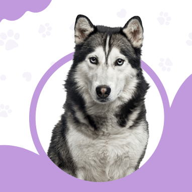 Sibirya Kurdu Özellikleri, Bakımı ve Karakteri