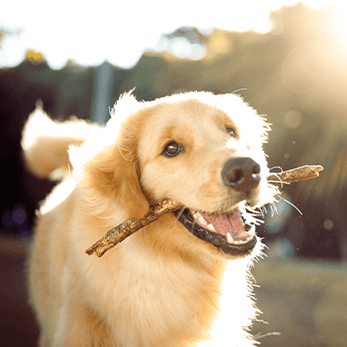 Köpeklerde Pire: Teşhisi, Tedavisi & Sebepleri