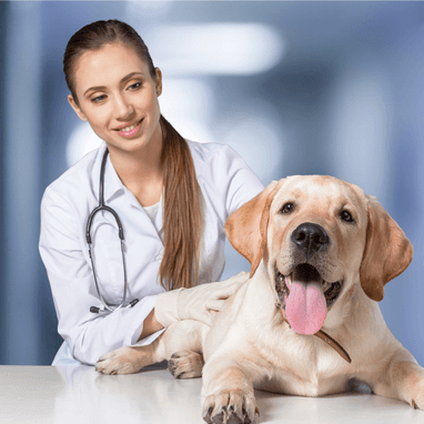 Köpeklerde Eklem Ağrısı