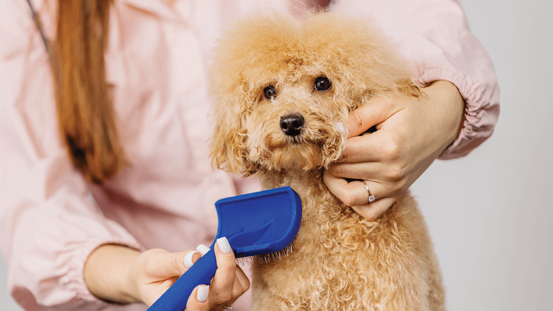 Köpeklerde Tüy Topaklanması