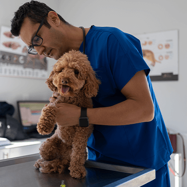 Köpeklerde Dilate Kardiyomiyopati (DCM): Teşhisi, Tedavisi ve Sebepleri