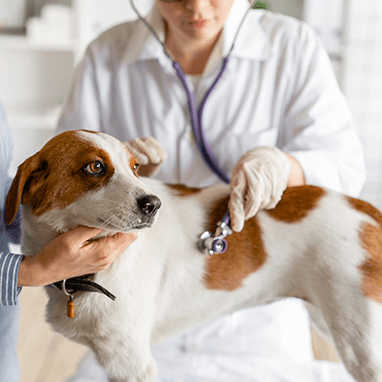 Köpeklerde Barınak Hastalığı