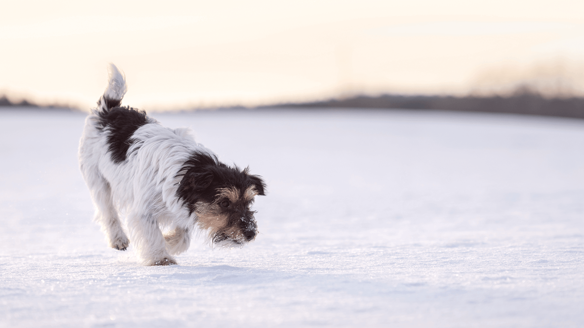 Köpeklerin Kar Yeme Alışkanlığı Zararlı mı?