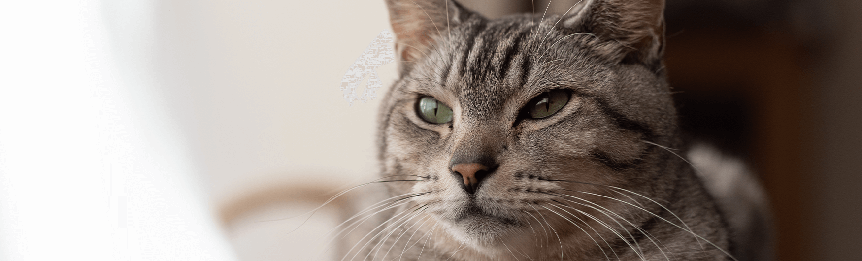brazilian-shorthair