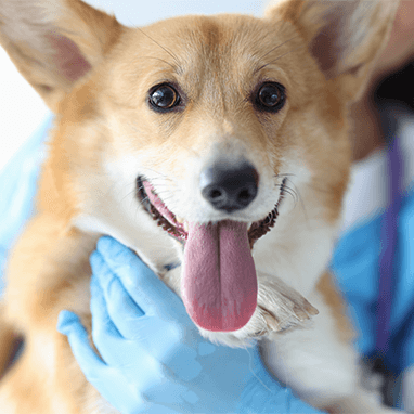 Köpeklerde Hipotiroidizm