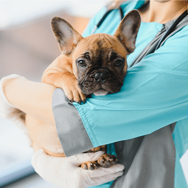 Köpeklerde Kanlı İshal 