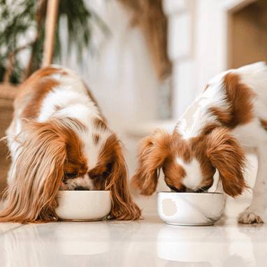 Köpeklerde Pankreatit