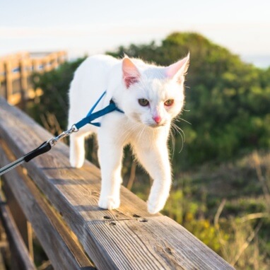 Kediler Tasma Takabilir mi? Kedi Tasması Kullanımı ve Doğru Takma Rehberi 