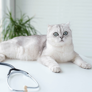 What is Hypertrophic Cardiomyopathy?