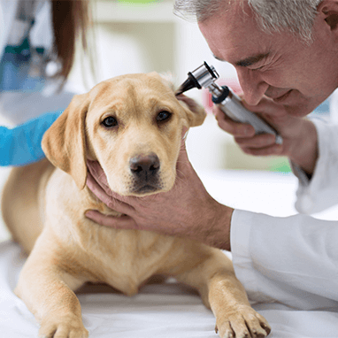 Scabies in Dogs