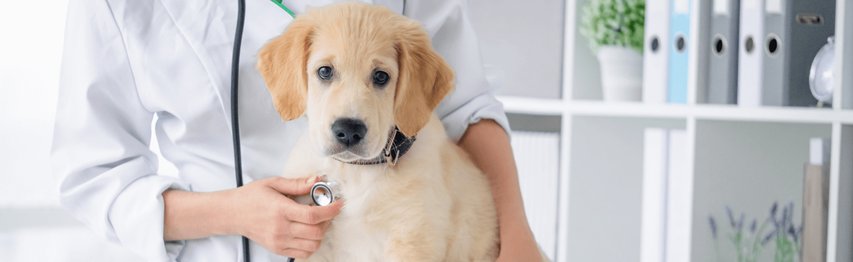 Leishmaniasis in dogs symptoms hot sale