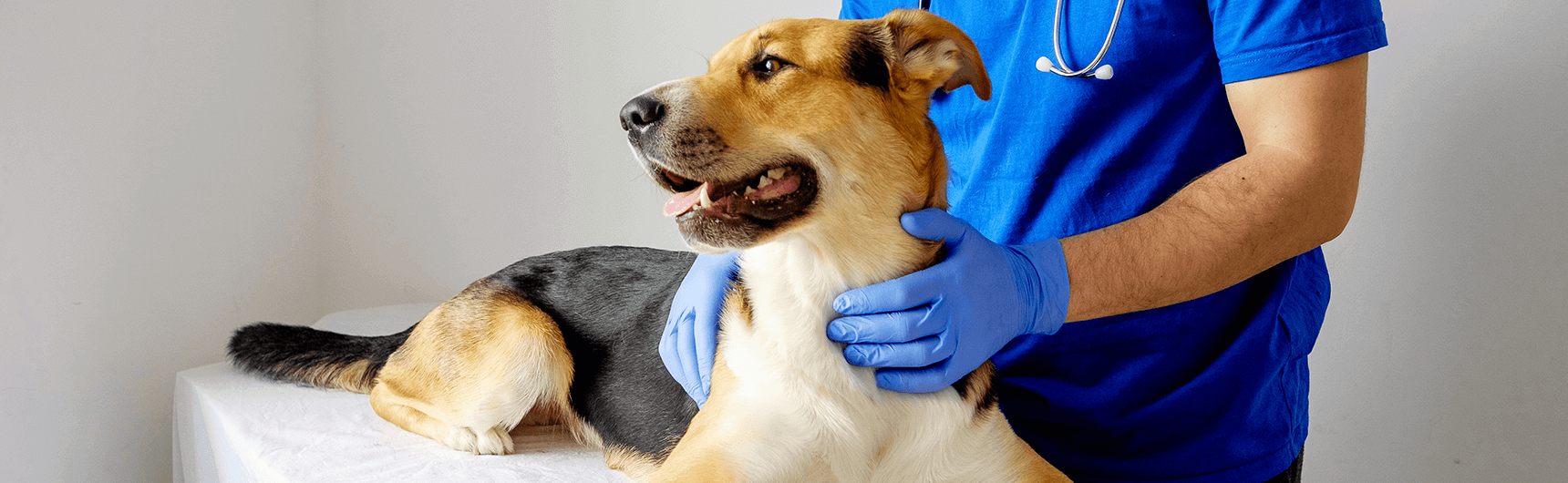 Dog urinary infection treatment online
