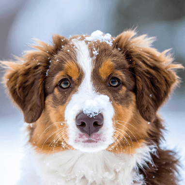 Köpeklerin Kar Yeme Alışkanlığı Zararlı mı?