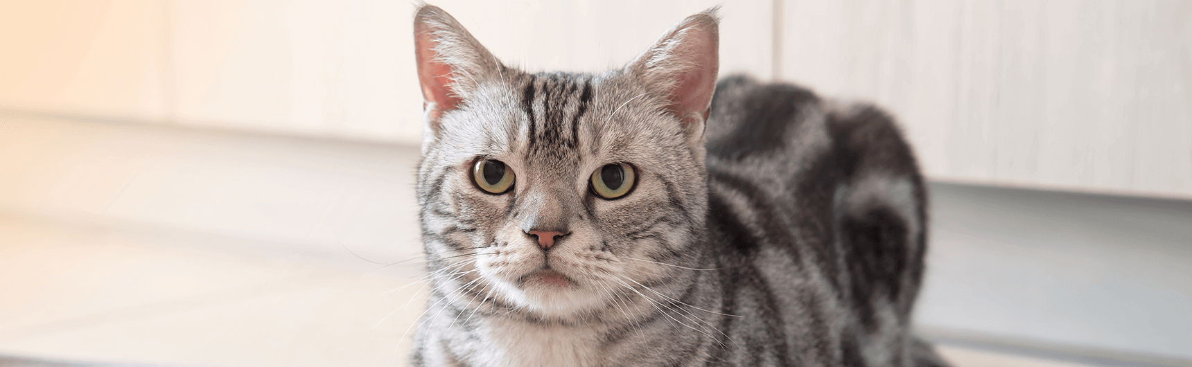 american-shorthair-2