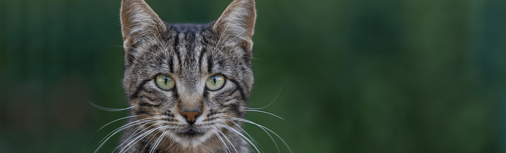 brazilian-shorthair