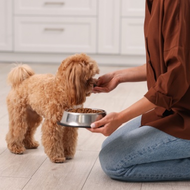 Köpeğim İçin Doğru Beslenme Rehberi