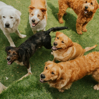 Köpek Cinsleri ve Bakımları